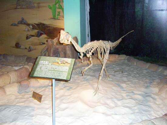 恐龍化石骨架